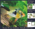 Because We Love Vertebrates - Coral Reef Tropical Marine Butterfly Cichlid Fish - Pyrimage/pyramid + Insert & Tag