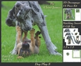 Furry Friends & Familiars - Dog Play 8 - Decoupage + Insert & Tag