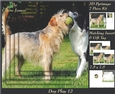Furry Friends & Familiars - Dog Play 12 - Pyrimage/pyramid + Insert & Tag