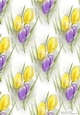 PROMISE OF SPRING: A4 Floral Crocus Background/BackingPaper