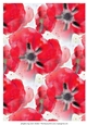 RED POPPY BACKGROUND: A4 Poppy Background/Backing Paper With Commercial Use.