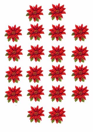 Poinsettias