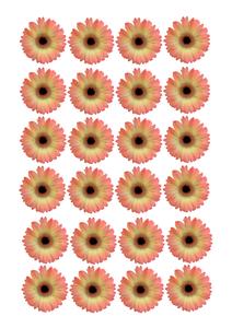 Flowers 01