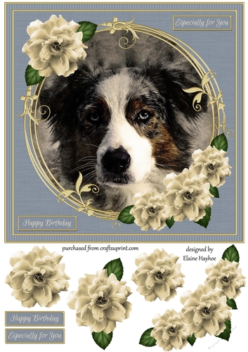 Border Collie 8x8 Birthday Card Front Topper