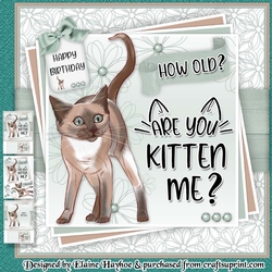Are You Kitten Me Mini Kit