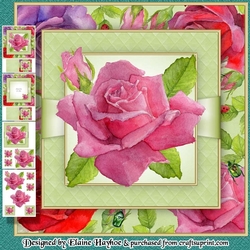 Specimen Rose Mini Kit