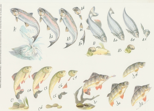 2 x 580CD - Fish - A4 Step by Step Printed Craft Sheet - Not Die Cut