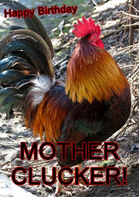 Cockerel Humorous Card Front
