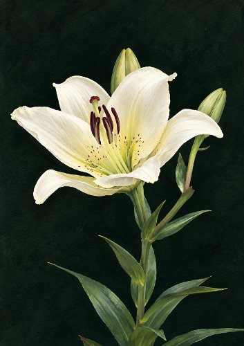 White Lily Floral Card