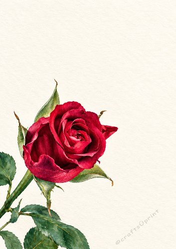 Single Red Rose Romantic Card