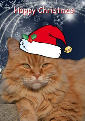 Christmas Cat