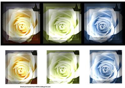 3 Rose`s Dl Card