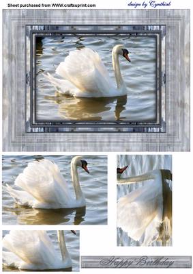 White Swan