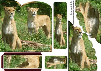Lioness Bookmark Card