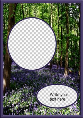 Blue Bluebelle Woods
