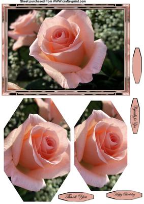 Peach Rose