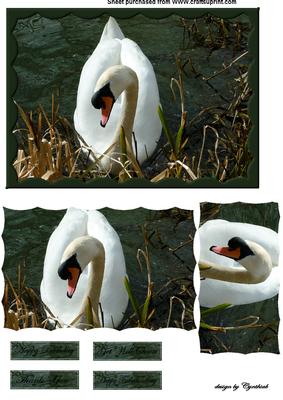 Swan Photograph Card Front