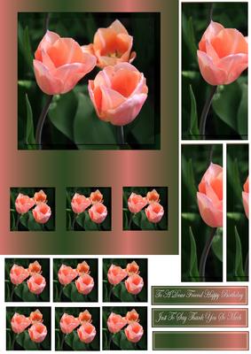 A5 Tulips Side Stacker and Pryamage