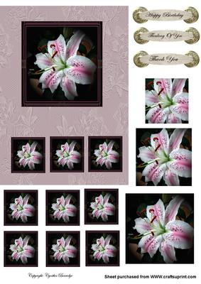 White and Pink Lily