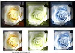 3 Rose`s Dl Card