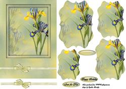 Blue and Yellow Iris