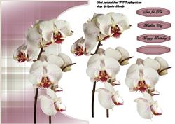 Over the Edge Orchids