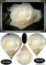 White Rose Sympathy