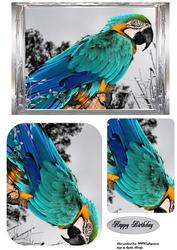 Parott