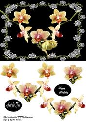 Orchids