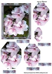 Pink Blossom