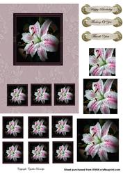White and Pink Lily