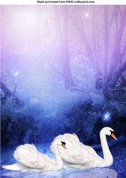 A4 Swans