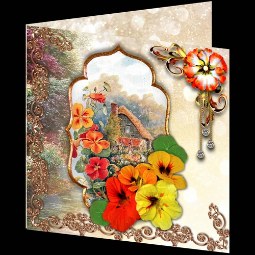Misty Morning - Nasturtium
