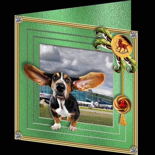 Stepping Out Dogs - Coming in to land