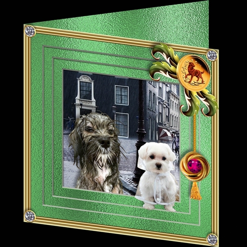 Stepping Out Dogs - You forgot your Kagool