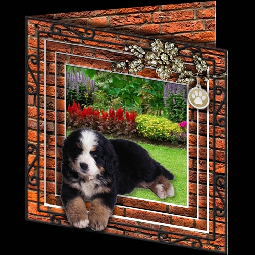 Stepping Out - More Dogs 14