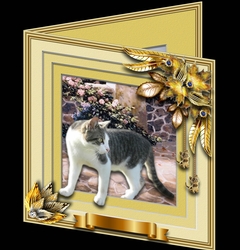 Animals Stepping Out - Housecat