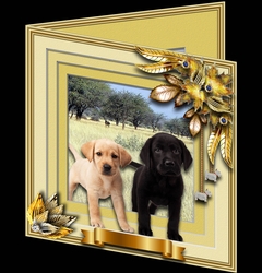 Animals Stepping Out - Labradors