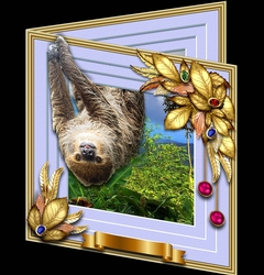 Wildlife Stepping Out - Sloth