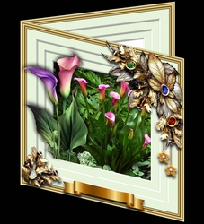 Blooms Bursting Out - Calla Lillies