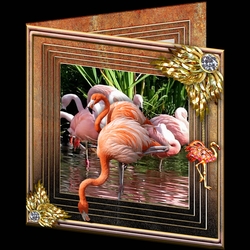 Stepping Out Again - Flamingo