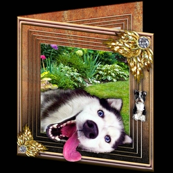 Stepping Out Again - Silly Dog