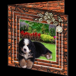 Stepping Out - More Dogs 14