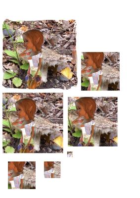 Fairy and Mushroom 2