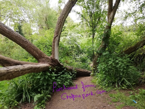 A  walk in the wood 