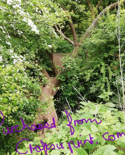 A Walk in May
