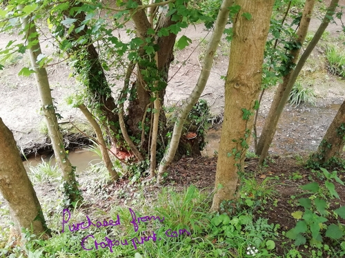 A peaceful place