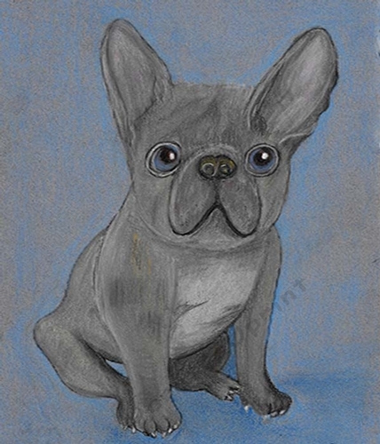 French Bulldog