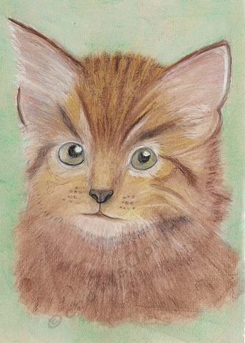 Kitten