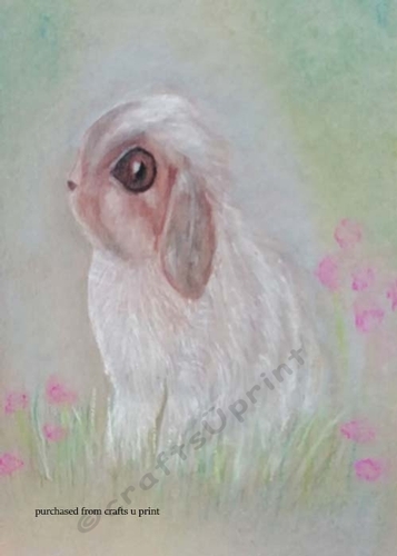 Cute Baby Rabbit